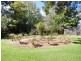 30 Old Carey Gully Road, Stirling SA 5152