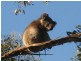 Lot 101 Glen Street, Crafers West SA 5152