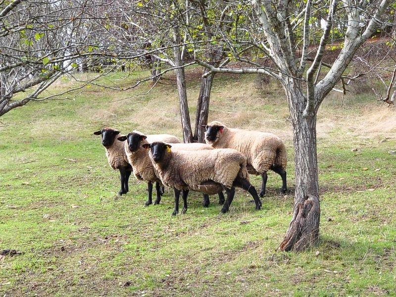 95 Turners Gully Road, Clarendon SA 5157