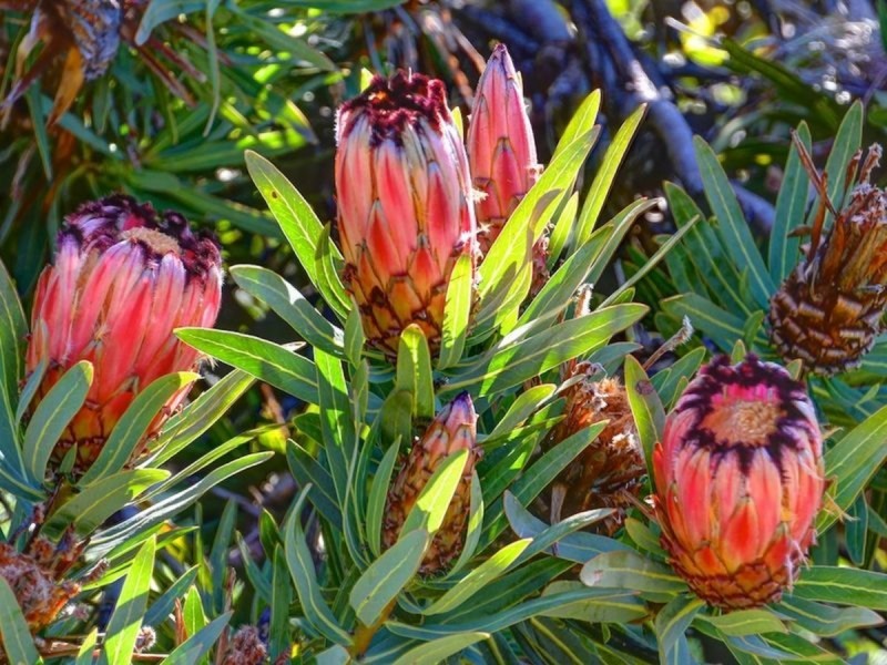 9 Spring Gully Road, Piccadilly SA 5151