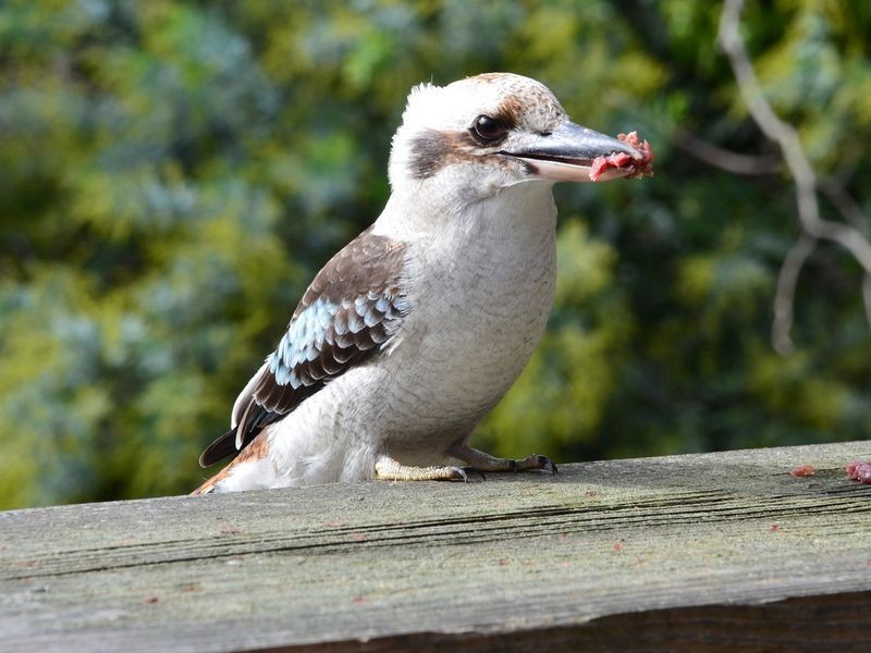 52 Hill Street, Crafers West SA 5152