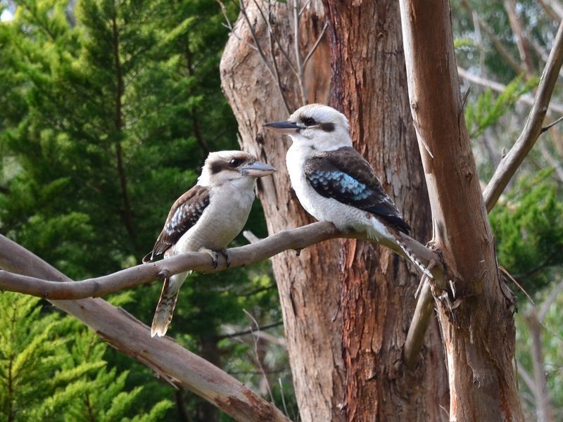 52 Hill Street, Crafers West SA 5152