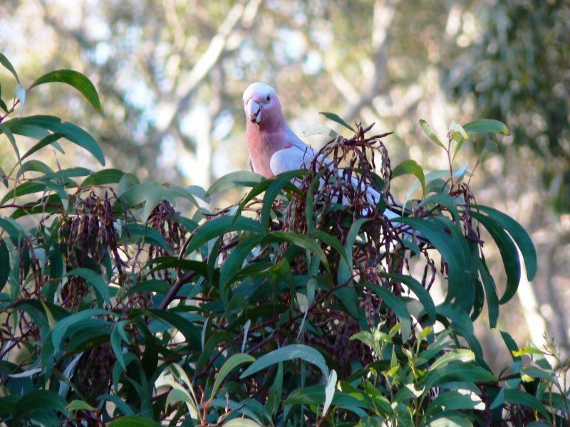 69 Sheaok Road, Crafers West SA 5152