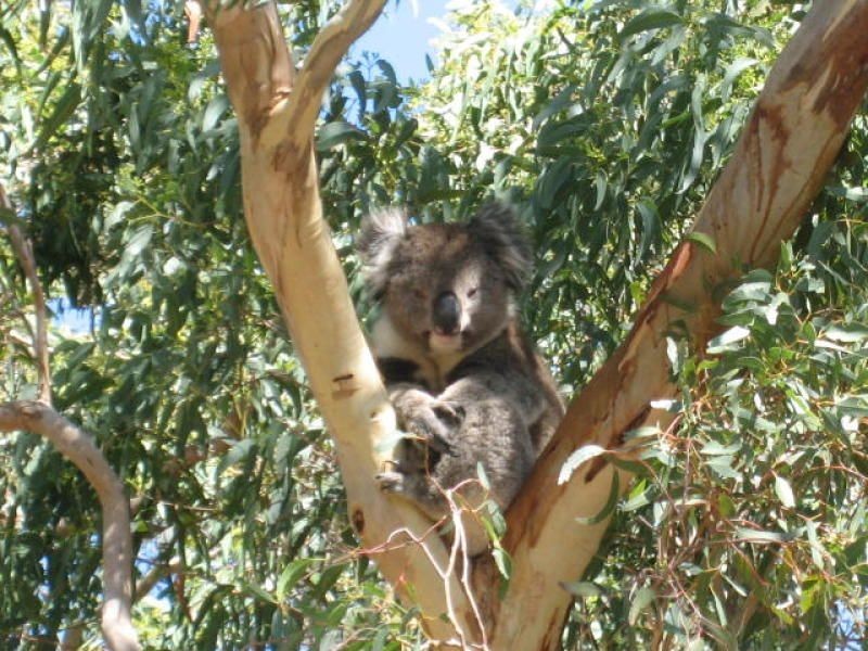 69 Sheaok Road, Crafers West SA 5152