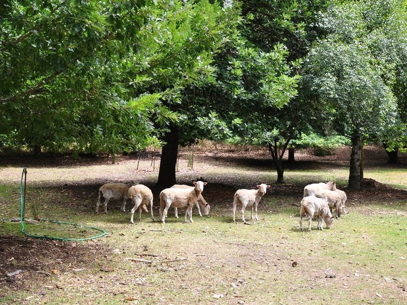 18 Sprigg Road, Piccadilly SA 5151