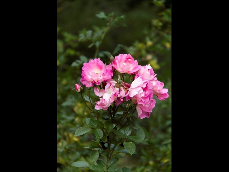 8 Suffolk Road, Aldgate SA 5154