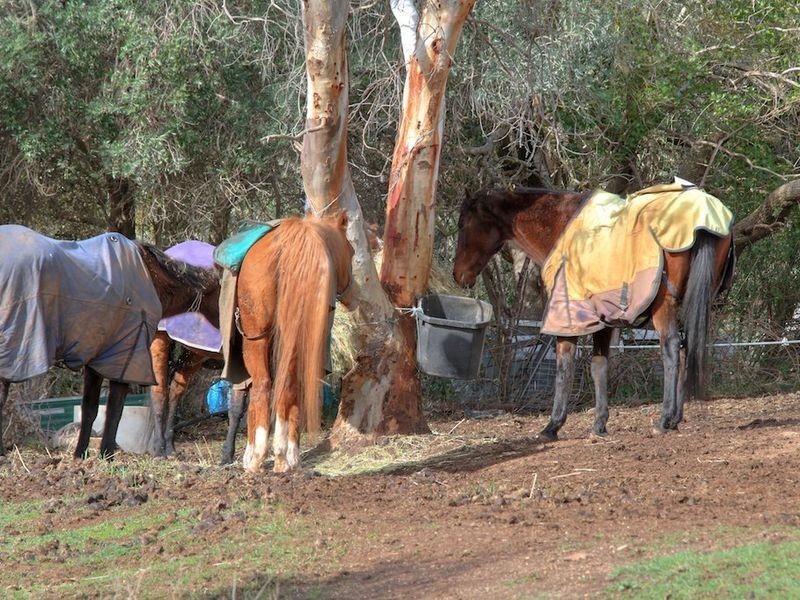 1652 Kangarilla Road, Clarendon SA 5157