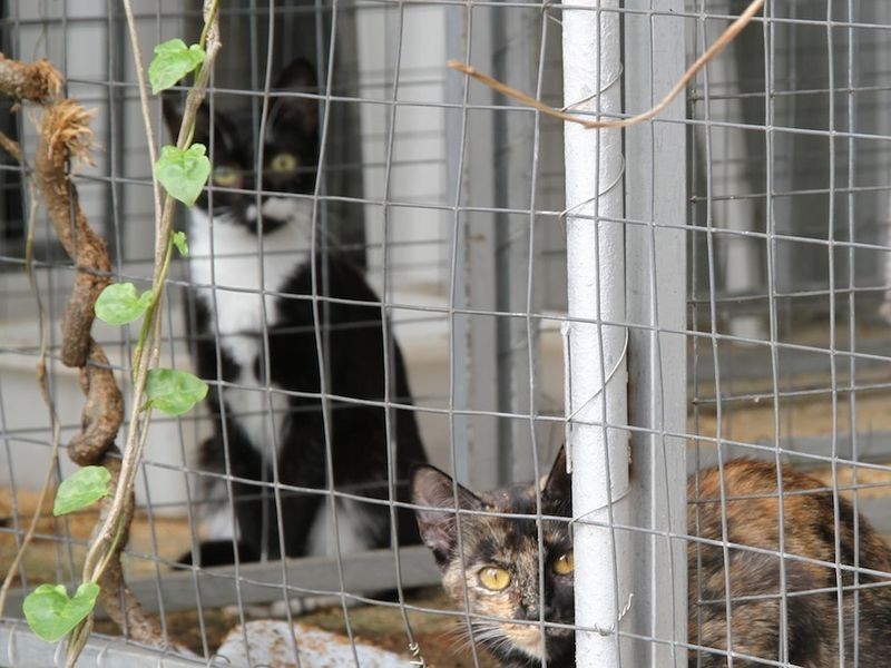 1652 Kangarilla Road, Clarendon SA 5157