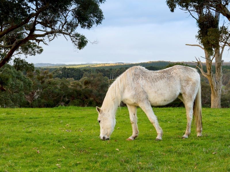 7 Tynan Road, Kuitpo SA 5172