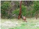 Lot 64 Wyly Lane, Crafers West SA 5152