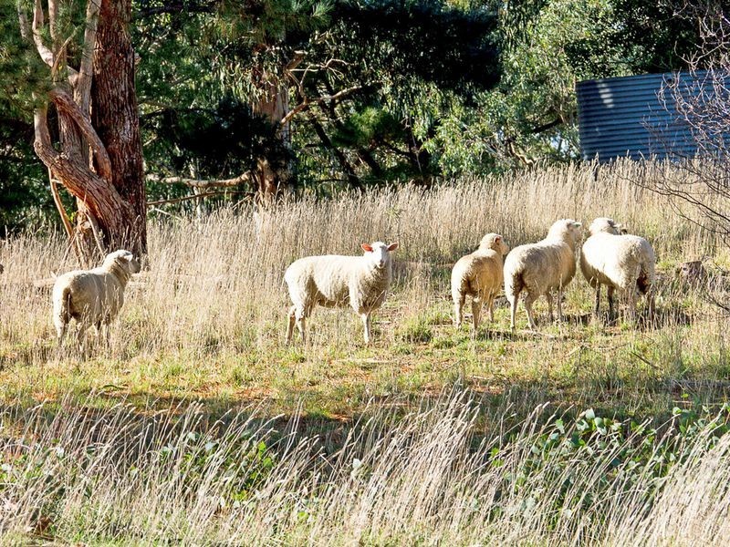 315 Bridgewater/Carey Gully Road, Bridgewater SA 5155