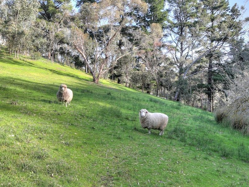 96 Pole Road, Upper Sturt SA 5156