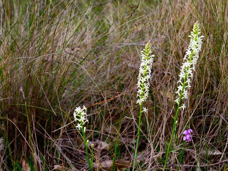 Section 33 Longwood Road, Bradbury SA 5153