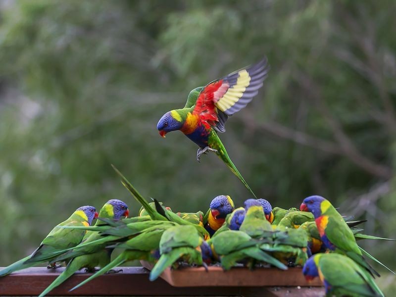 177 Coromandel Parade, Coromandel Valley SA 5051