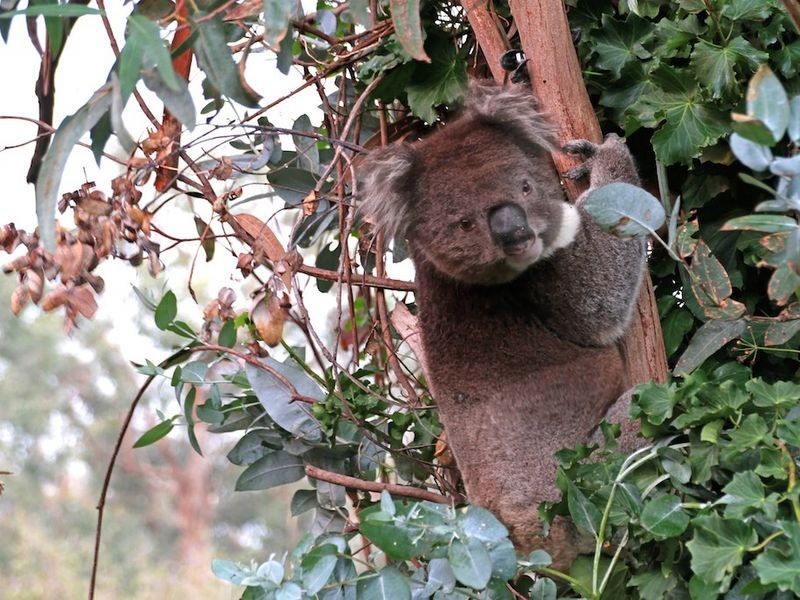 28 Fern Hill Road, Bridgewater SA 5155