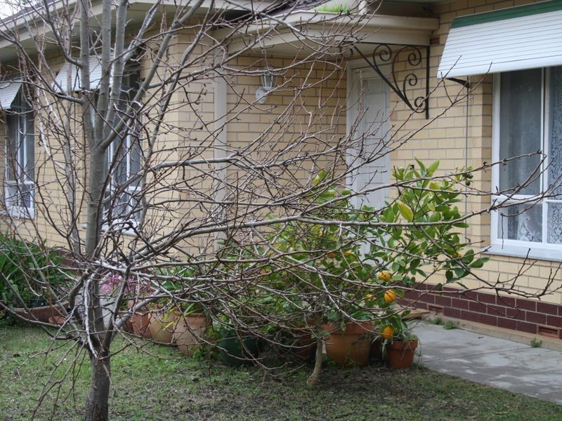 38 West Terrace, Strathalbyn SA 5255