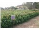 “Willsy’s Farm” Nangkita Road, Tooperang, Strathalbyn SA 5255