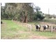 “Willsy’s Farm” Nangkita Road, Tooperang, Strathalbyn SA 5255