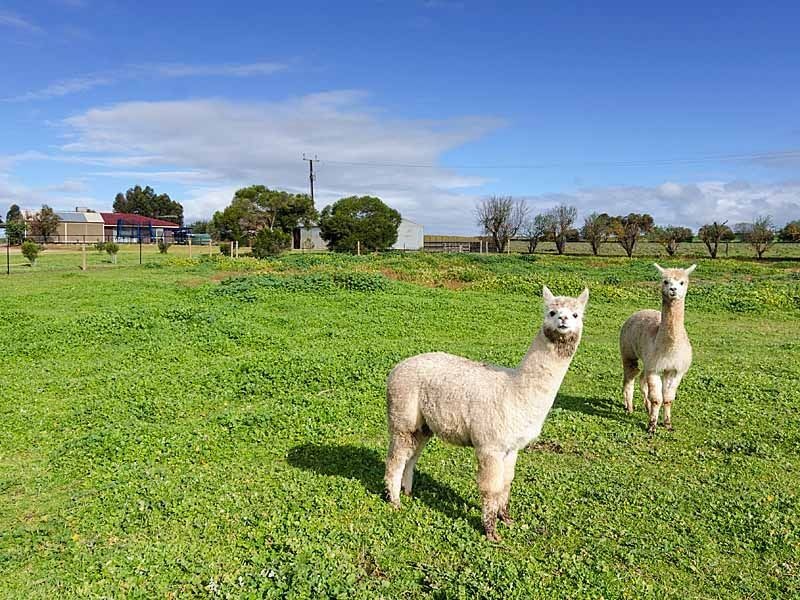 3A Edward Street, Strathalbyn SA 5255