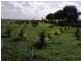 Lot 4 Mill Road, Milang SA 5256