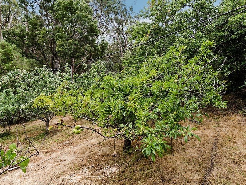 196 Ti Tree Road, Prospect Hill SA 5201