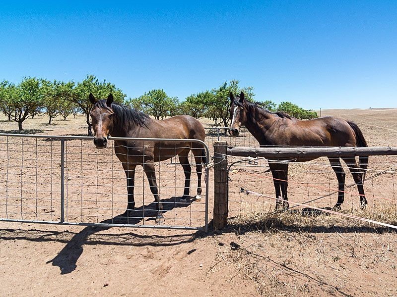 379 Burnside Road, Woodchester SA 5255