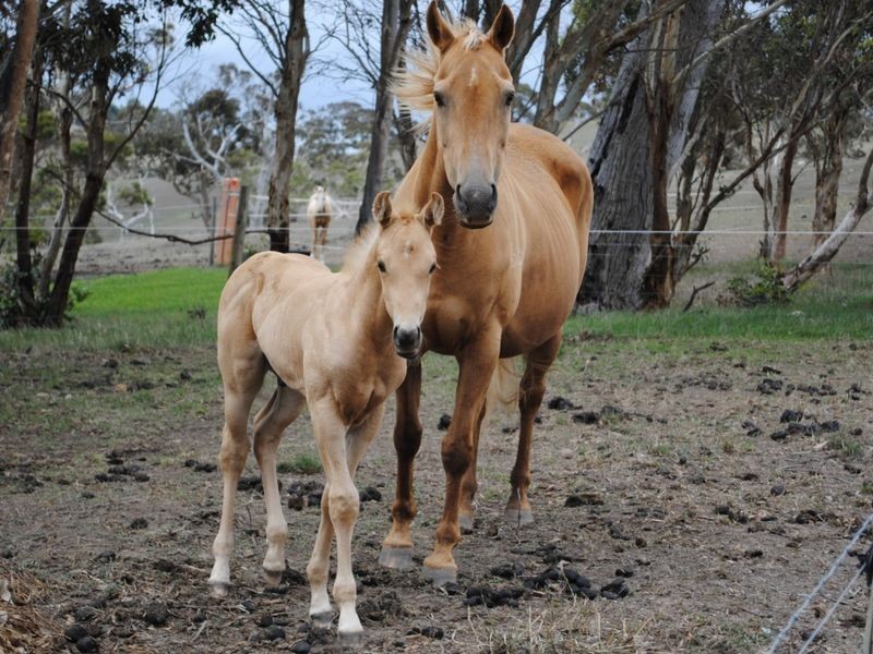 93 Phillips Hill Road, Paris Creek SA 5201