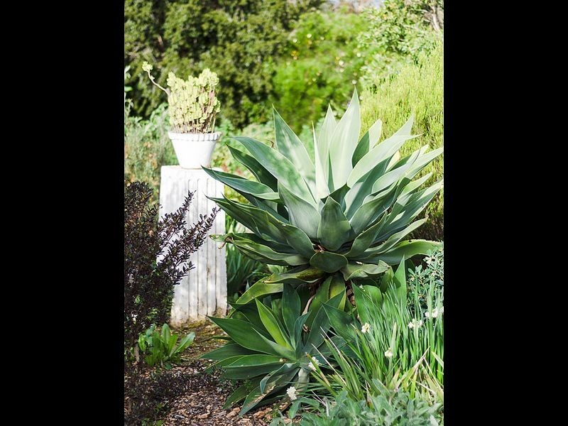 6 Love Avenue, Strathalbyn SA 5255