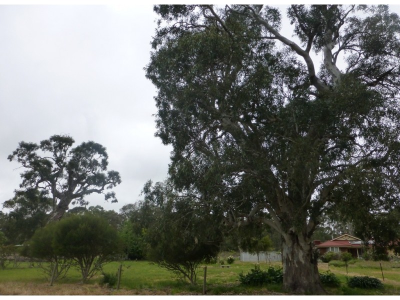 Lot 36 Bull Creek Road, Ashbourne SA 5157