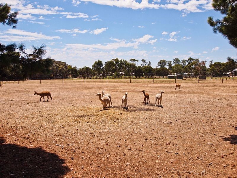 23 Kitchener Street, Netherby SA 5062