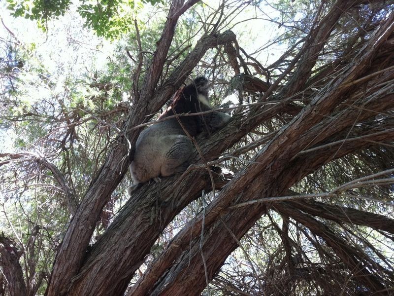 18 Elese Avenue, Campbelltown SA 5074