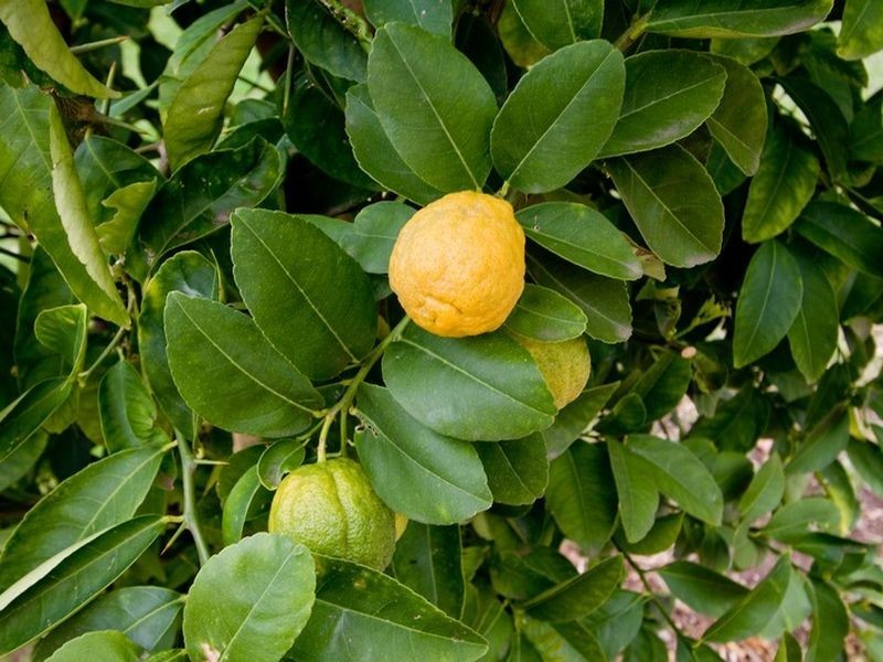 18 Elese Avenue, Campbelltown SA 5074