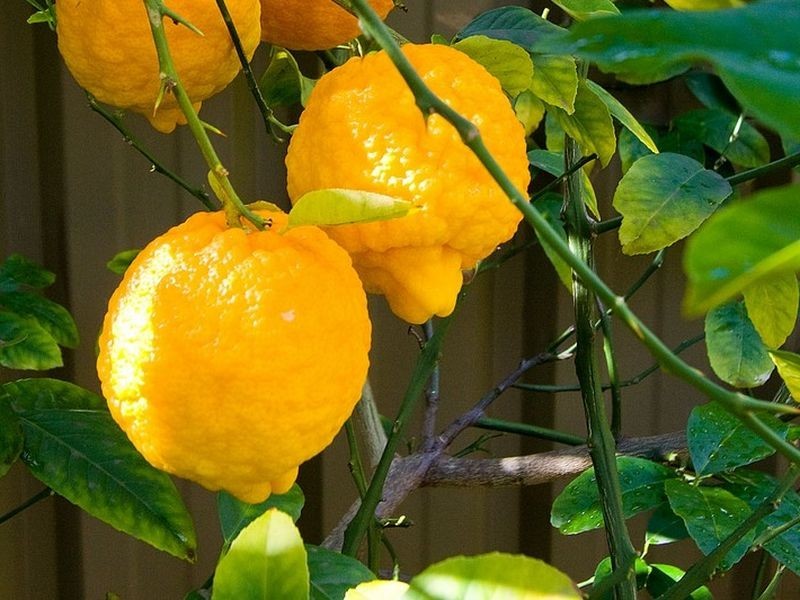 74 Labrina Avenue, Prospect SA 5082