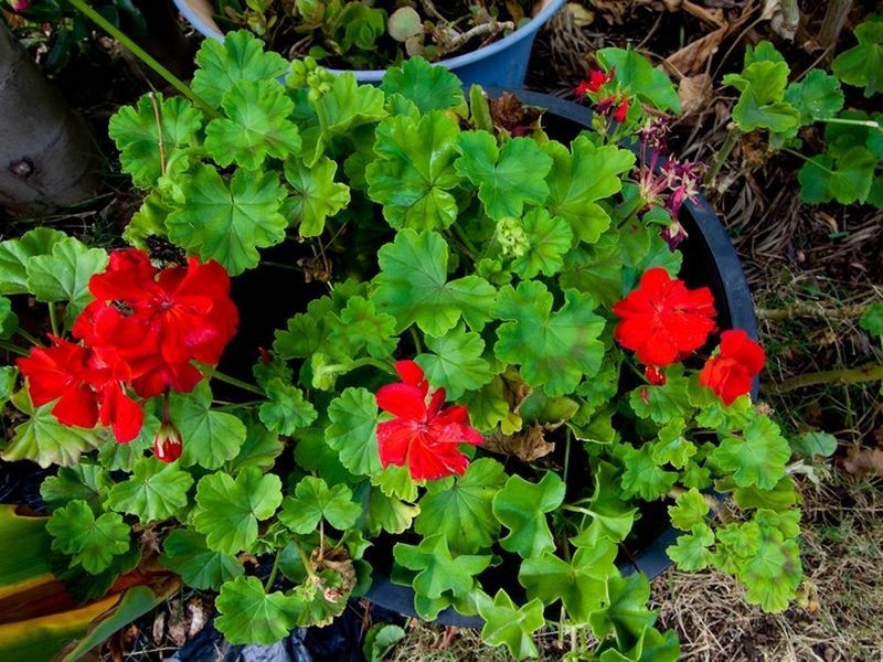 113 Leicester Street, Parkside SA 5063