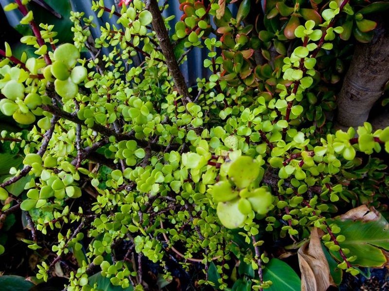 113 Leicester Street, Parkside SA 5063