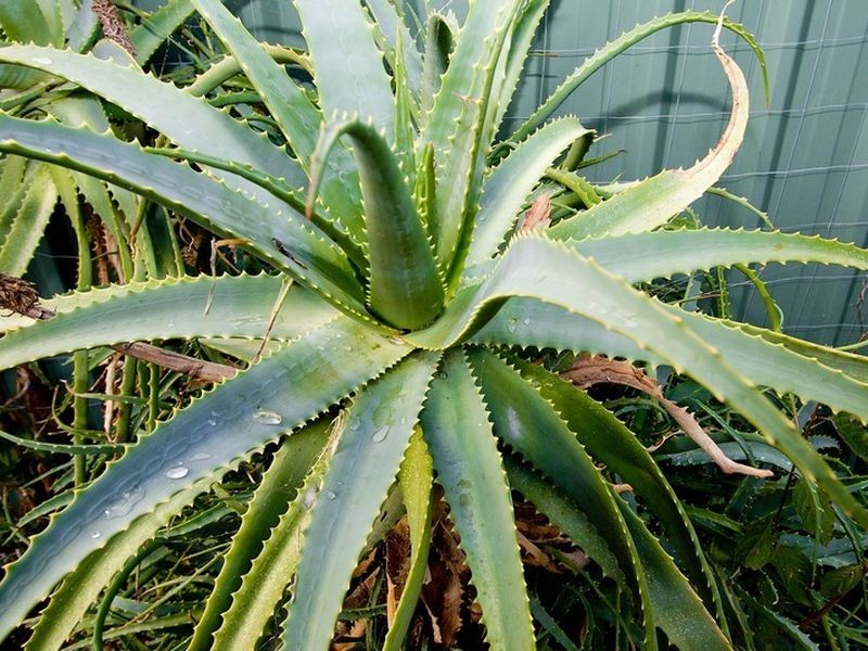 121 Leicester Street, Parkside SA 5063