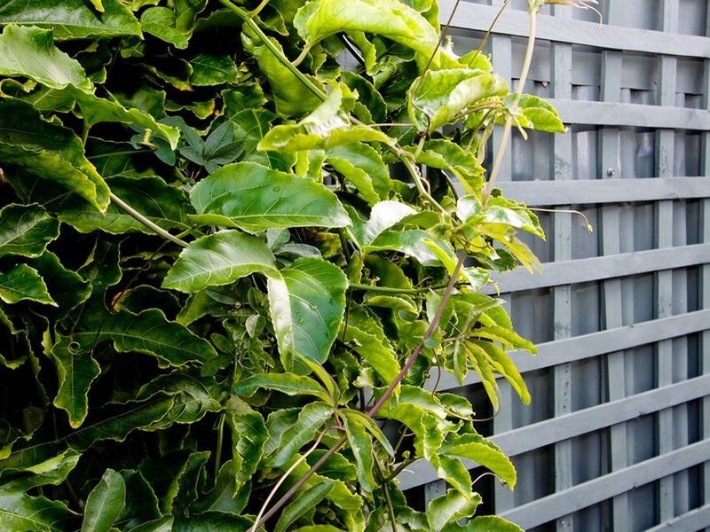 121 Leicester Street, Parkside SA 5063