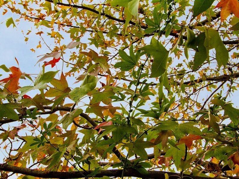 17 Palmer Avenue, Myrtle Bank SA 5064