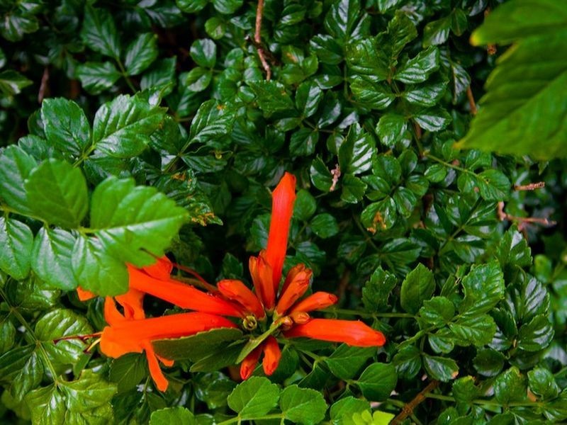 17 Palmer Avenue, Myrtle Bank SA 5064