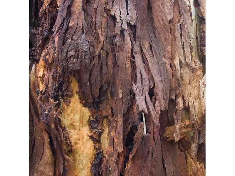 8/6 Munro Street, Glenelg North SA 5045