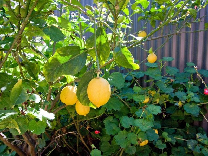 4 Baulderstone Road, Myrtle Bank SA 5064