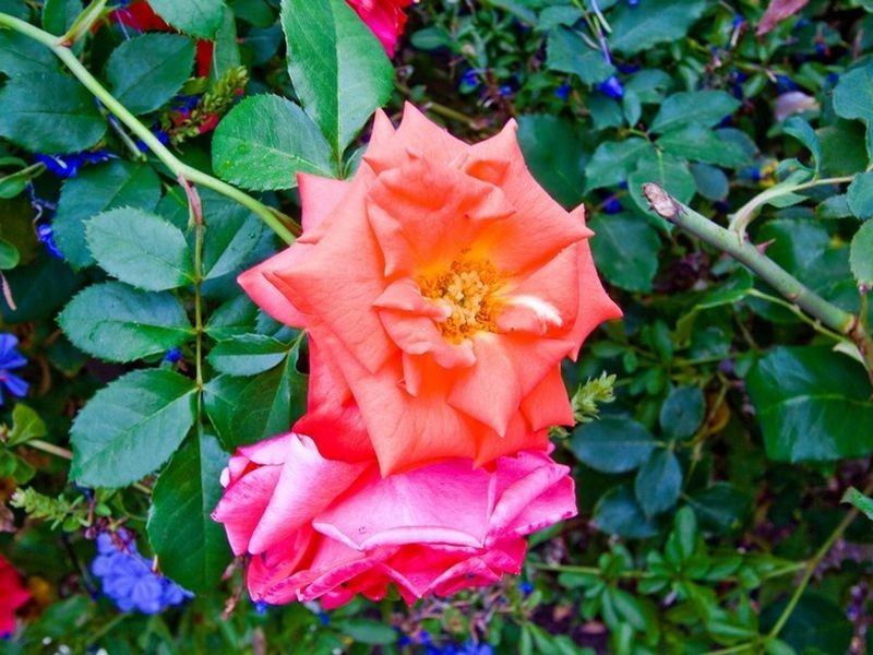 46 Eliza Place, Panorama SA 5041