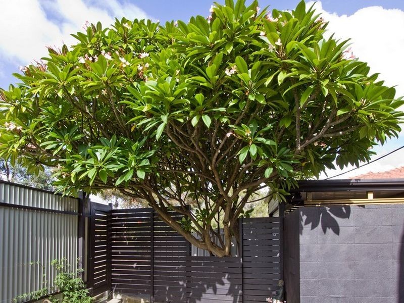 63 Gardner Street, Camden Park SA 5038