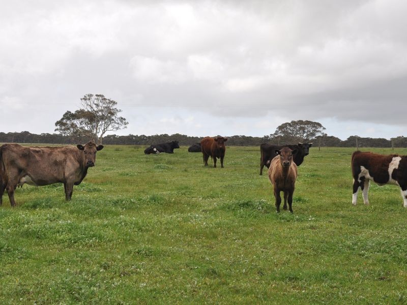 221 Blockers Road, Waitpinga SA 5211
