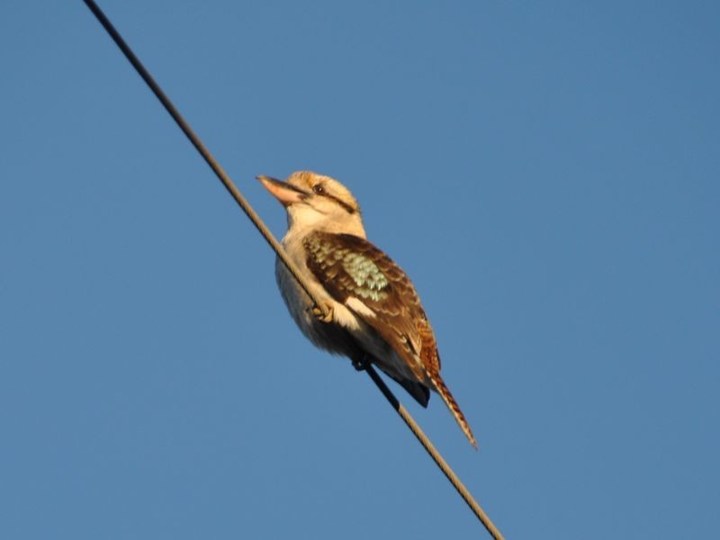 11 Almond Avenue, Victor Harbor SA 5211