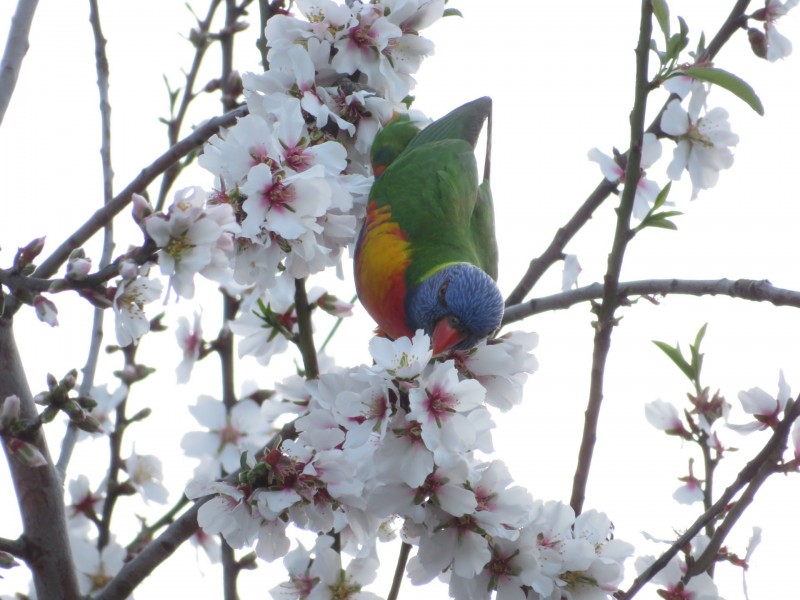 155A Crows Nest Road, Port Elliot SA 5212