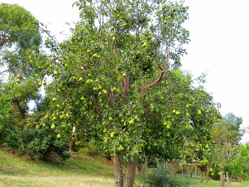 155A Crows Nest Road, Port Elliot SA 5212