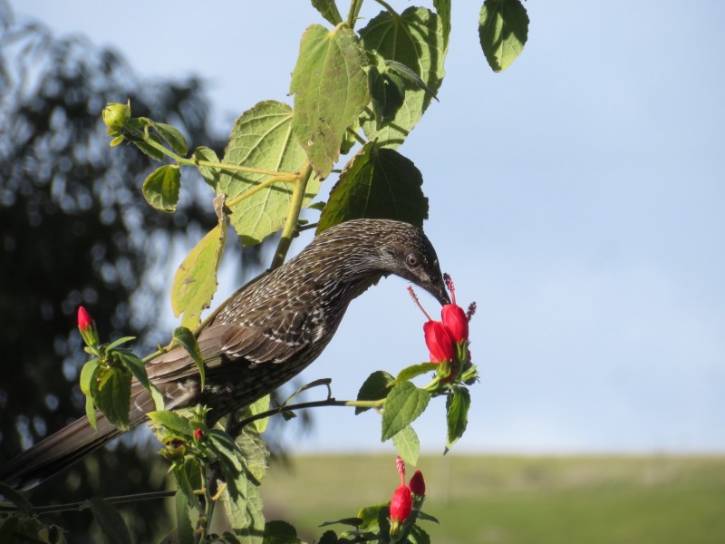 155A Crows Nest Road, Port Elliot SA 5212