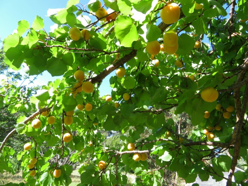 155A Crows Nest Road, Port Elliot SA 5212