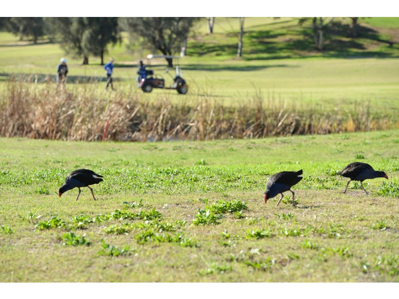 2 Endeavour Drive, Mccracken SA 5211